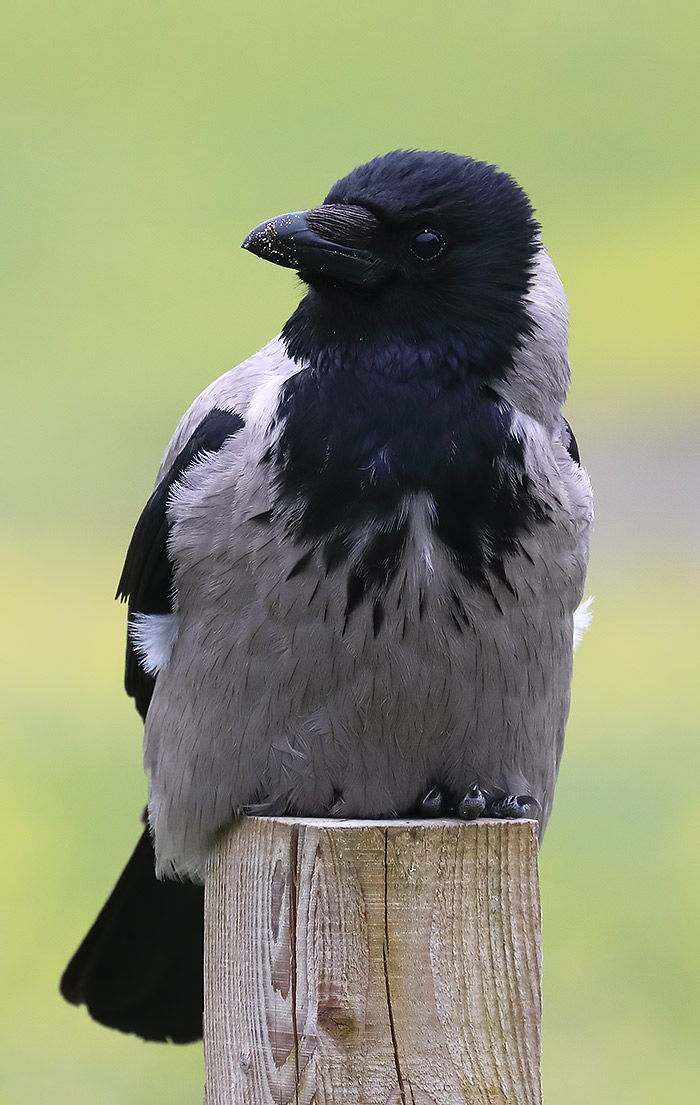 hooded crow